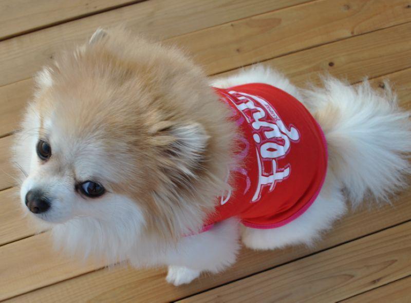 Premium Dog Summer Shirts Set