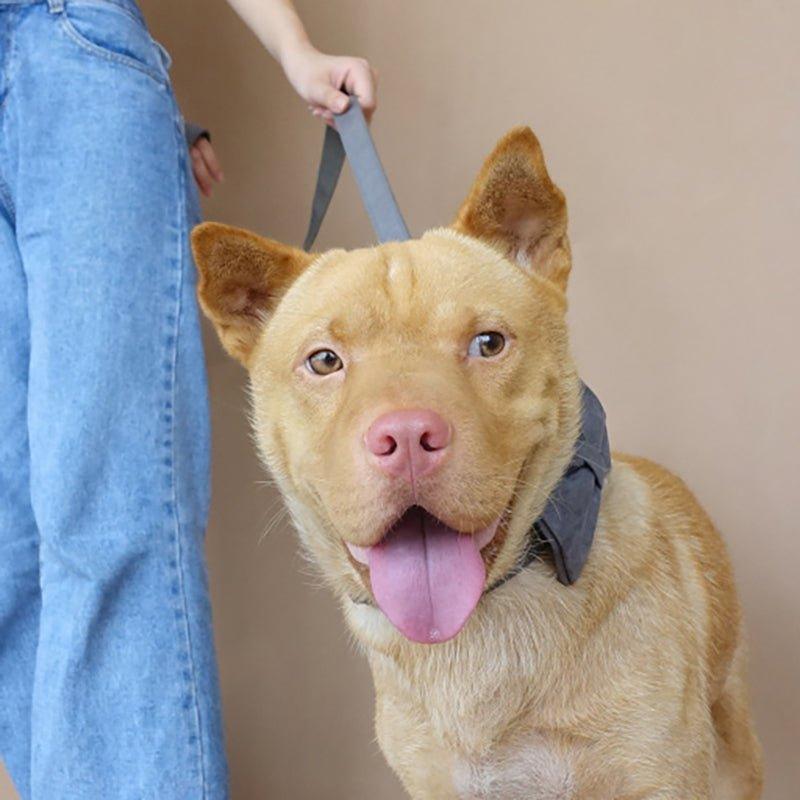 Essential Dog Collar and Leash Set