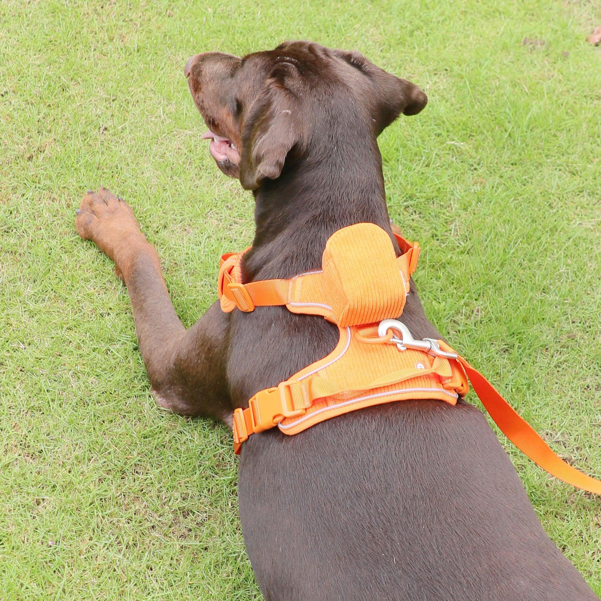Premium Dog Walking Accessory Set